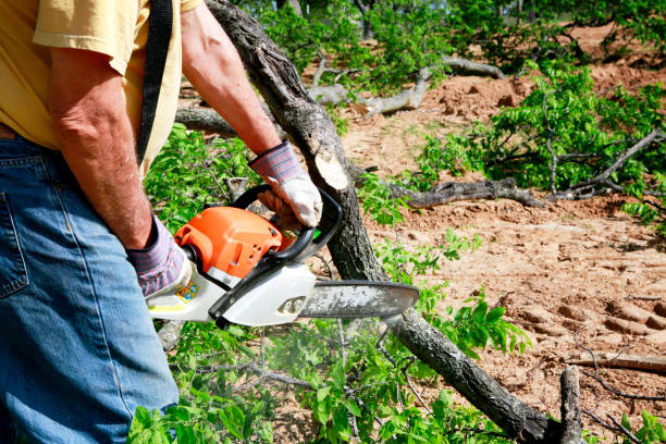 Best Local Tree Services  in Beulah, ND